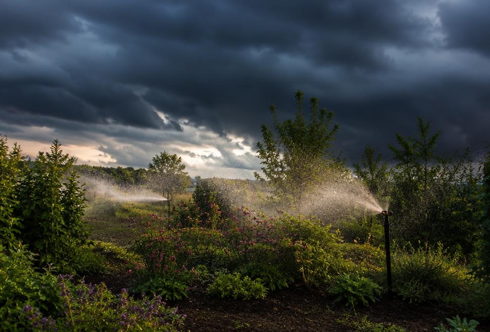 Sprinklers watering a garden under a dramatic pre-storm sky